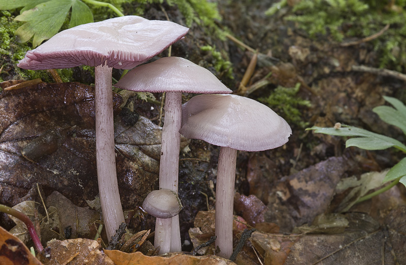 Mycena pelianthina